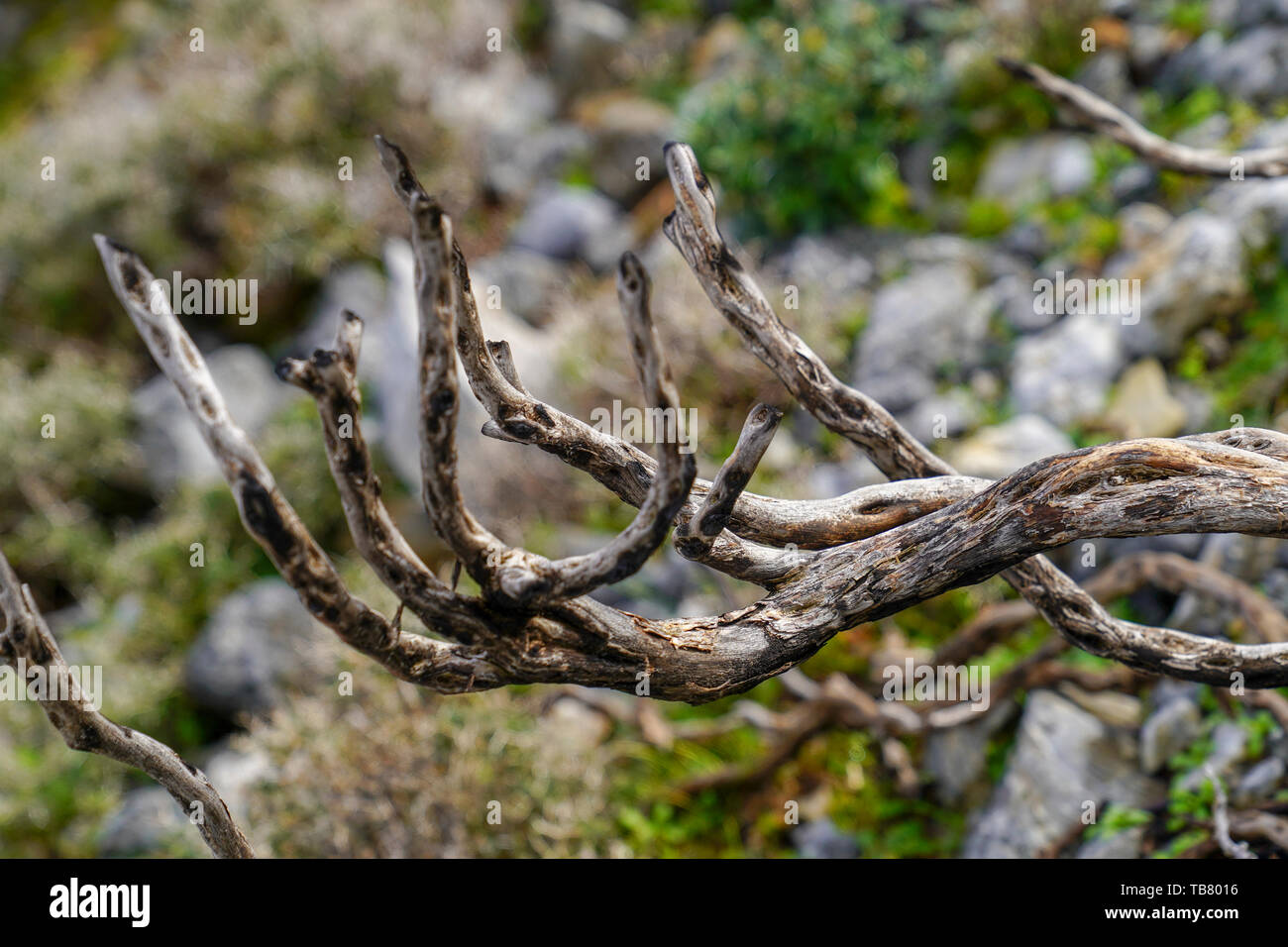 Der Kampf ums Überleben ein Baum kämpft mit Härte. In Kreta, Griechenland fotografiert. Stockfoto