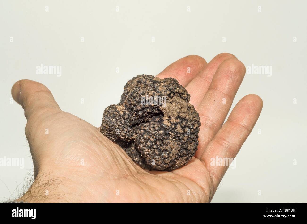 Muster der schwarzen Trüffel im Vordergrund. Stockfoto