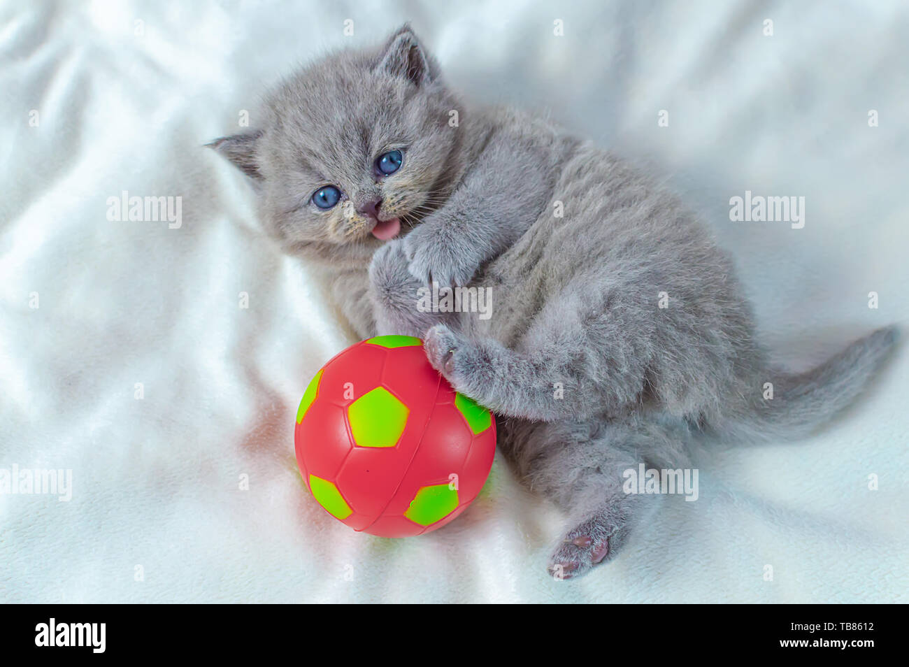 Kleine, graue Kätzchen spielt mit einem roten Ball auf einer weißen Abdeckung, selektiver Fokus Stockfoto