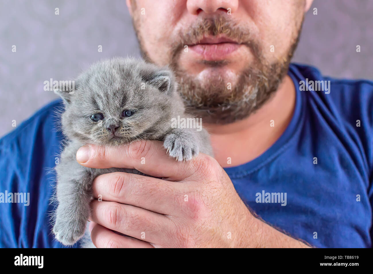 Der bärtige, brutalen Mann umfasst eine kleine, graue Kätzchen, selektiver Fokus Stockfoto