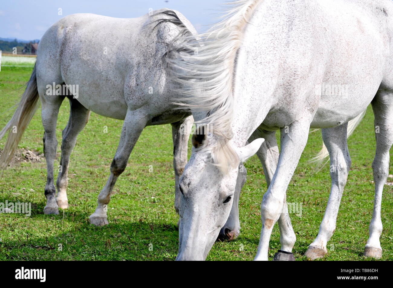 Zwei weiße Pferde in einem Riemen Stockfoto
