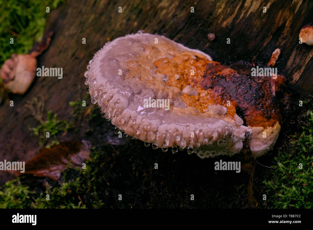 Juvenile Polypore Pilze im Herbst, Bialowieza, Polen, Europa Stockfoto