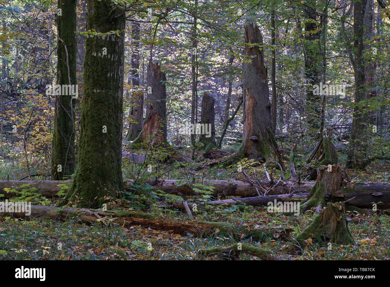 Alte abgestorbene Bäume im Herbst unter Jugendlichen Laubbäume hainbuchen mit vielen Rückgang Fichte, Bialowieza, Polen, Europa Stockfoto