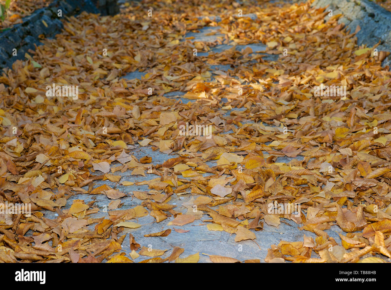 Gefallenen goldene Blätter auf einem gepflasterten Weg - Ein Herbst Hintergrund Stockfoto