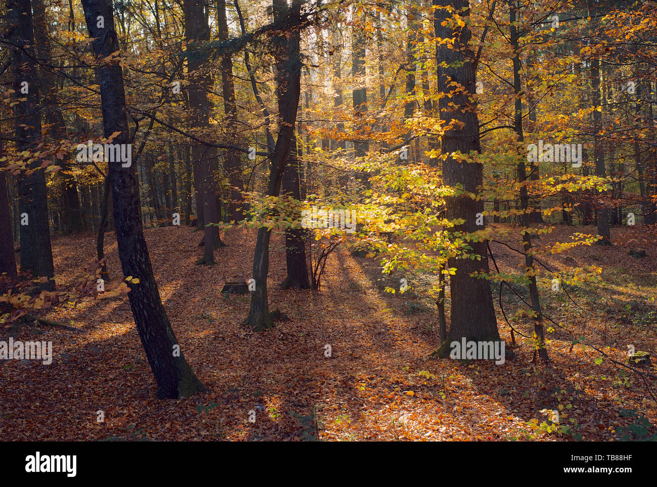 Schöne Herbstszene im Wald mit Bäumen und bunt Orangefarbene Blätter im Mostviertel oder Must Quarter Region in Österreich Stockfoto