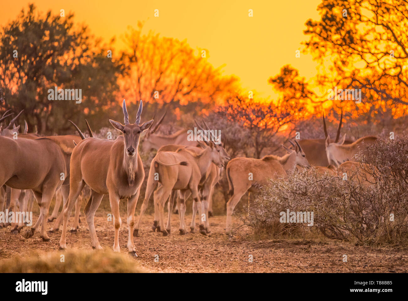 Eine Herde von elenantilope (taurotragus Oryx) um Sträucher unter einer intensiven orange Sonnenuntergang versammelt. Dikhololo Game Reserve, Südafrika Stockfoto