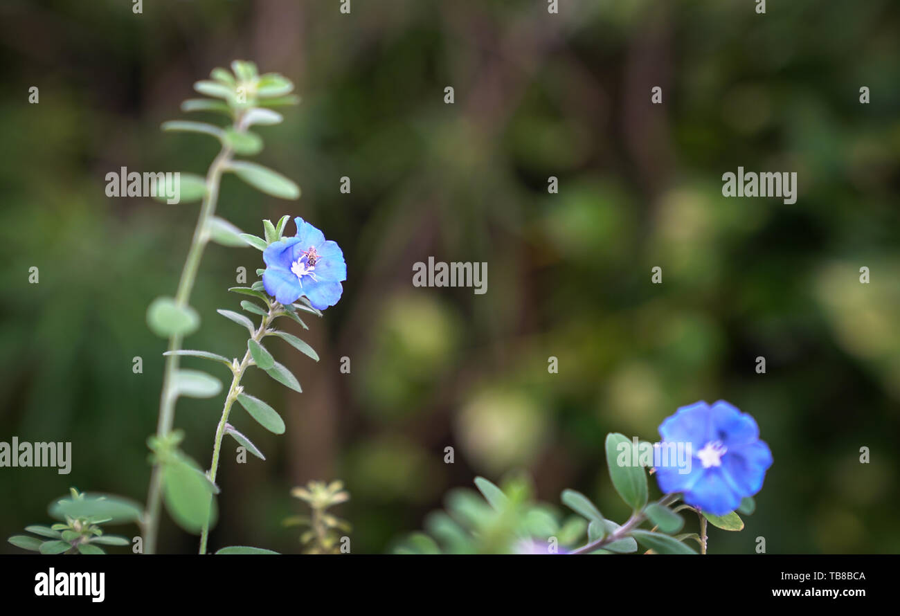 Schöne Blumen abstrakt Hintergrund der Natur. Soft Focus auf Blue Diamond Flower auf grüne Natur Hintergrund Stockfoto