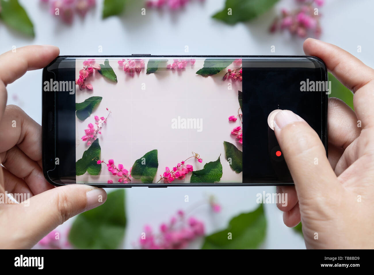 Frau Hände nimmt Blume Foto von mobilen Smart Phone oder Handy Digitalkamera Stockfoto