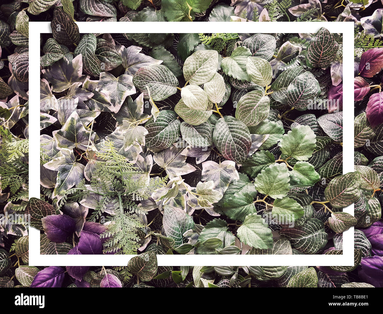 Kreative tropischen Grün Blatt Textur zu Tropic Sommer mit weißen Rahmen Rahmen, Laub Natur grüne Blätter Hintergrund Stockfoto