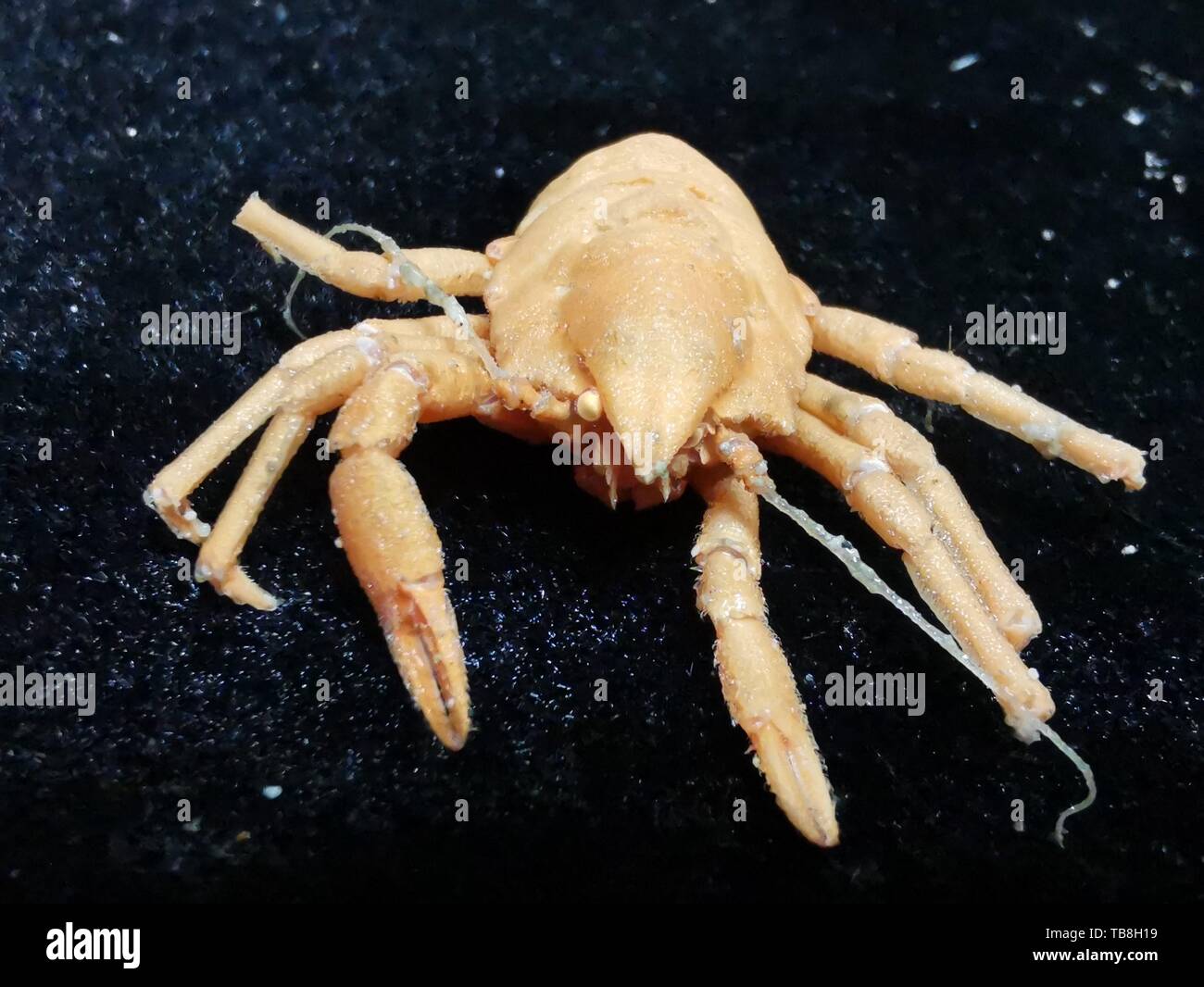 An Bord Kexue. 30 Mai, 2019. Foto am 30. Mai 2019 zeigt die squat Lobster von Discovery, eine Remote Operated Vehicle (ROV) an Bord des China Forschungsschiff KEXUE (Wissenschaft), im westlichen Pazifischen Ozean in den letzten Tauchgang gesammelt. KEXUE ist die Durchführung einer 20-tägigen lange Untersuchung über eine Reihe von Seamounts im Süden der Marianengraben im westlichen Pazifischen Ozean. Credit: Zhang Xudong/Xinhua/Alamy leben Nachrichten Stockfoto