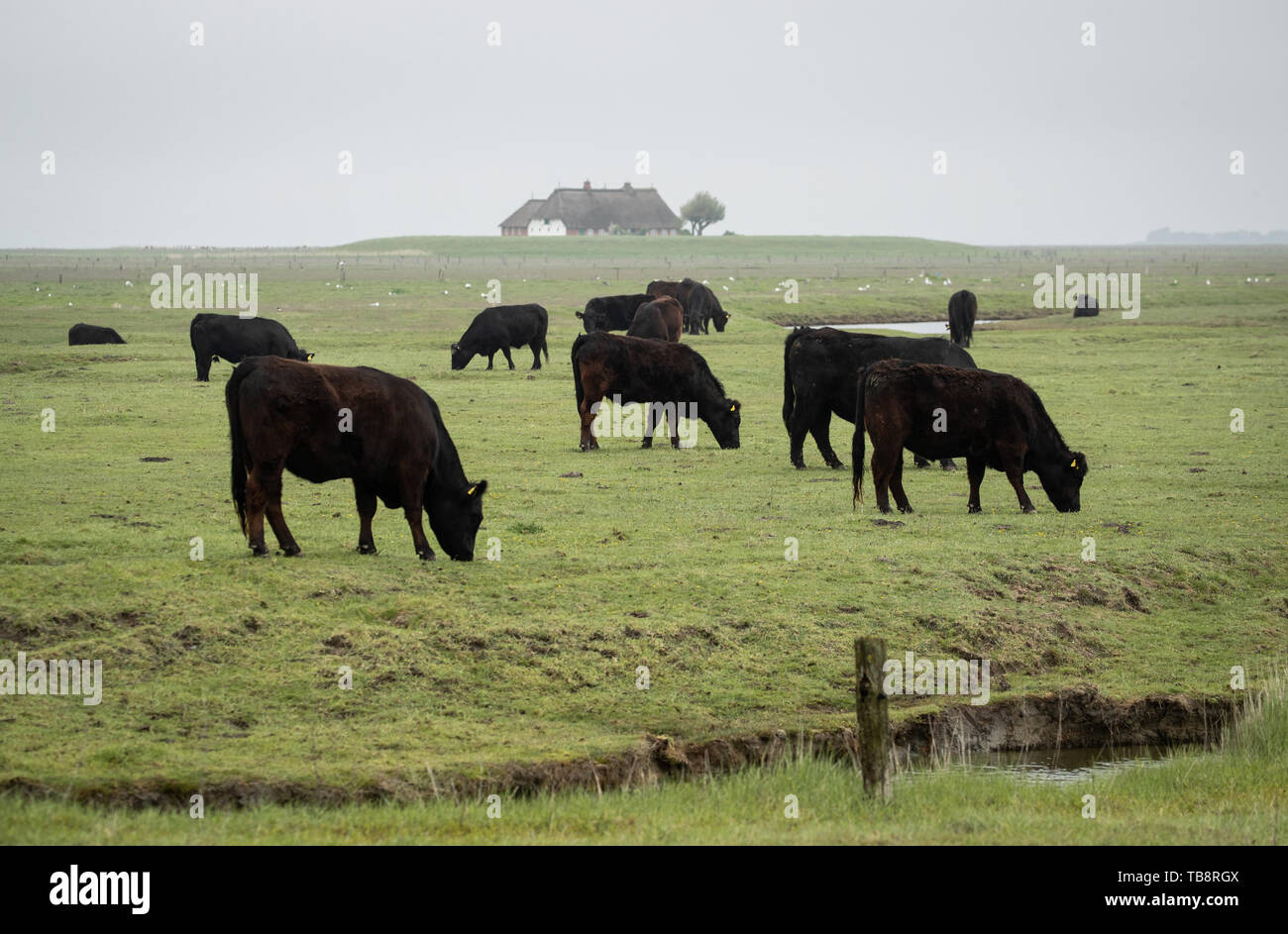 31. Mai 2019, Schleswig-Holstein, Dagebüll: Rinder weiden auf der Hallig Langeneß. Der 11.500 Quadratkilometer Wattenmeer erstreckt sich über 500 Kilometer Küste von Esbjerg in Dänemark bis Den Helder in den Niederlanden. Die schleswig-holsteinische Anteil der Welterbestätte ist 4400 Quadratkilometer, oder mehr als ein Drittel. (Dpa' Albrecht: Langfristige Erhaltung des Wattenmeeres wichtigste Aufgabe") Foto: Christian Charisius/dpa Stockfoto