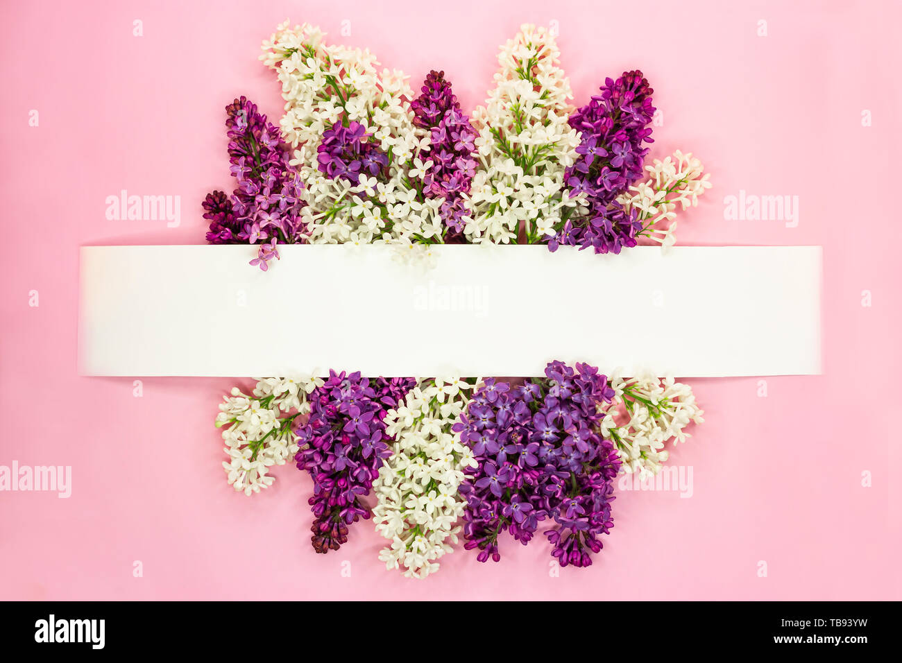 Festliche Einladung oder Grußkarte mit wunderschönen floralen Grenze. Violett und Weiß syringa Blumen auf rosa Hintergrund. Kopieren Sie Platz. Ansicht von oben. Stockfoto