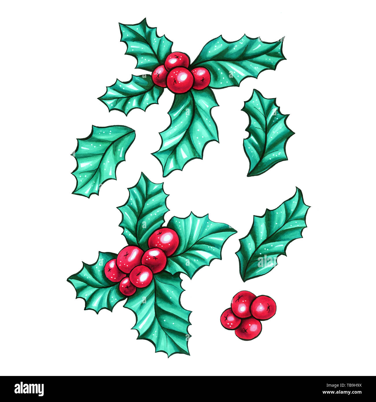 Weihnachten rote Beeren Kalifornien holly isoliert Pflanzen Sammlung für Weihnachten Geschenk Design. Marker Farbige botanische Zeichnungen. Stockfoto