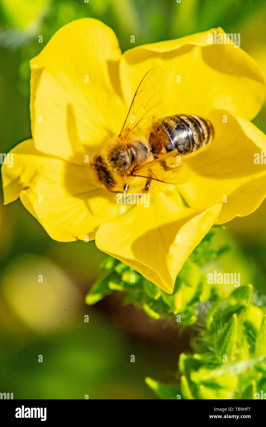 Kleine Biene sammelt Pollen in einer gelben Blüte fingerflower Stockfoto