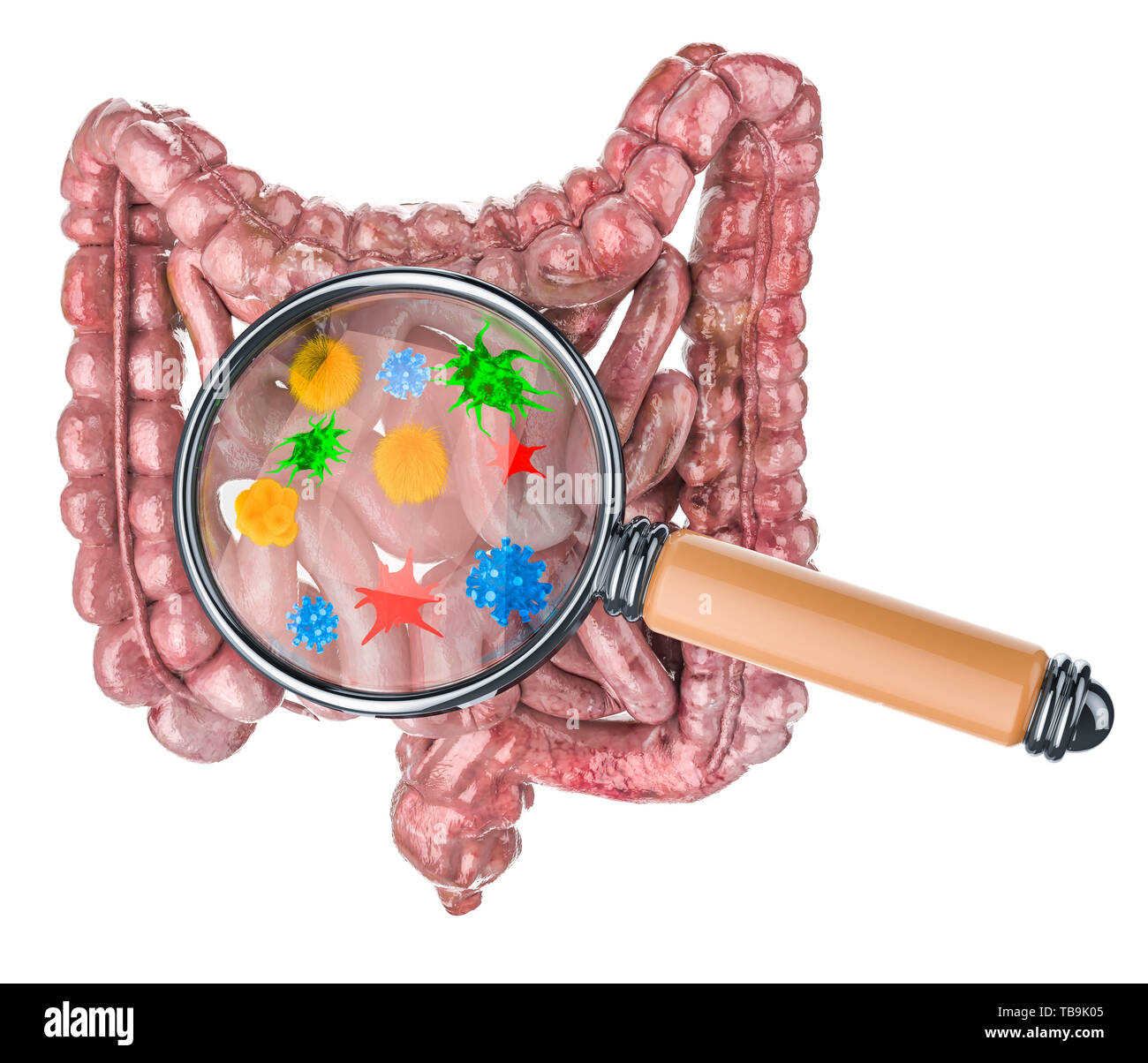 Forschung und Diagnostik von Darmerkrankungen Konzept. Menschliche Darm mit Viren und Bakterien unter der Lupe, 3D-Rendering isoliert auf weißem b Stockfoto
