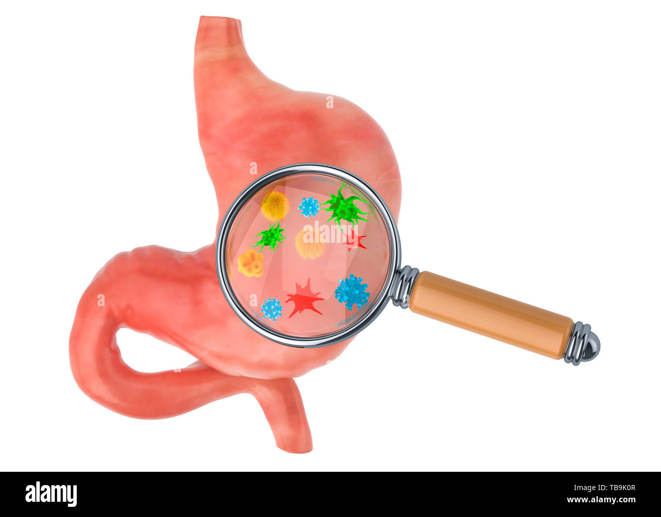 Forschung und Diagnostik von Magen Krankheiten Konzept. Menschlichen Magen mit Viren und Bakterien unter der Lupe, 3D-Rendering auf Weiß ba isoliert Stockfoto