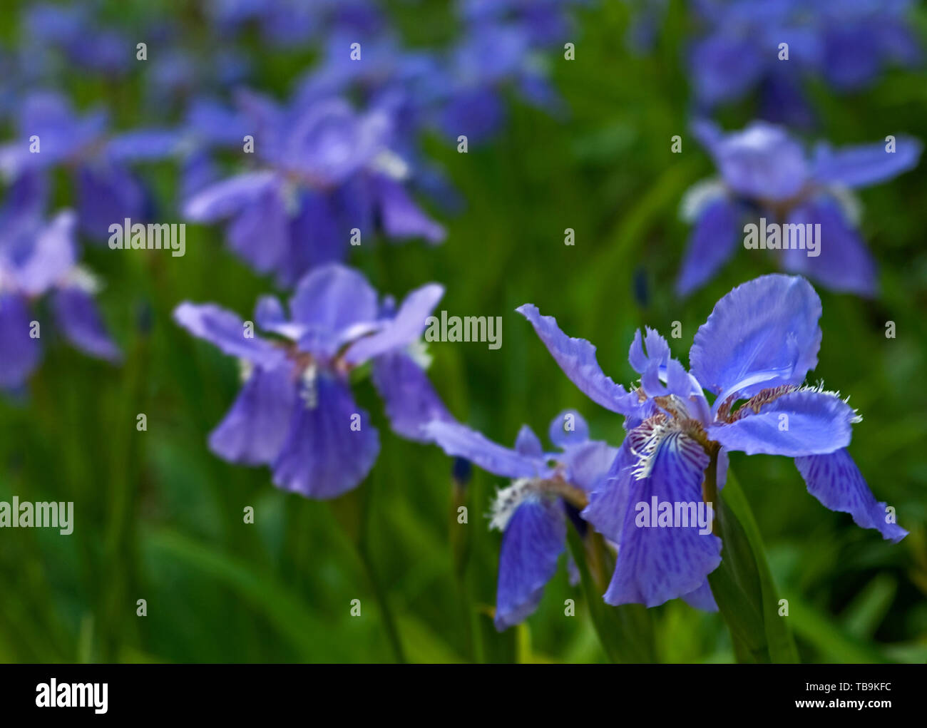 Lila bärtige Iris säumen das Anwesen außerhalb des Rosewood Manor, auch bekannt als Sykes-Leigh House, 16. April 2010 in Columbus, Mississippi. Stockfoto