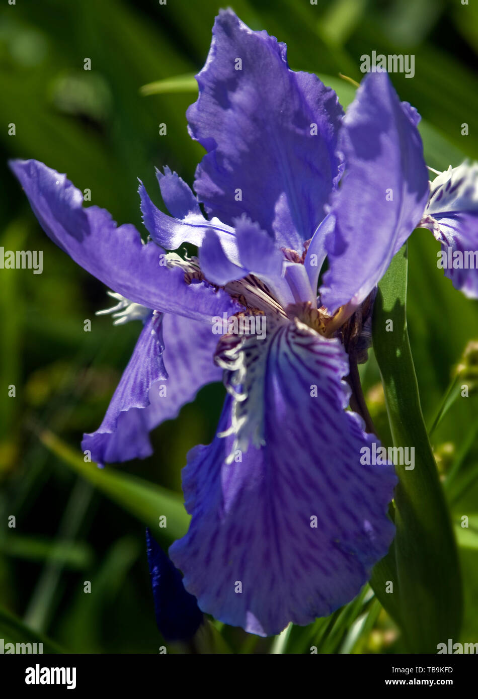 Lila bärtige Iris säumen das Anwesen außerhalb des Rosewood Manor, auch bekannt als Sykes-Leigh House, 16. April 2010 in Columbus, Mississippi. Stockfoto