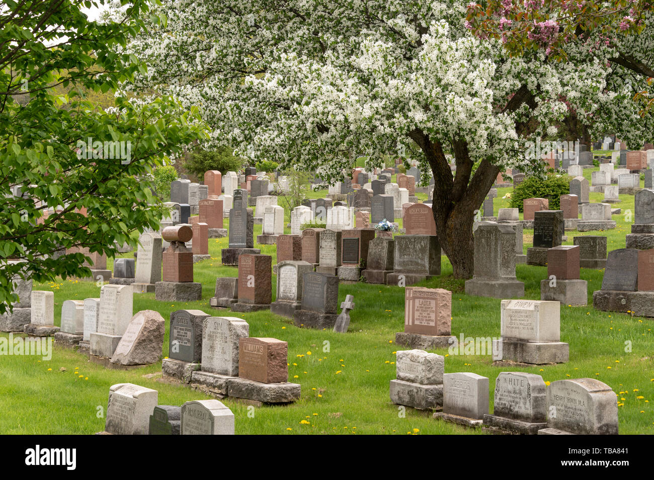 Montreal, CA - 30. Mai 2019: Grundsteine in Montreal Friedhof in den Frühling Stockfoto