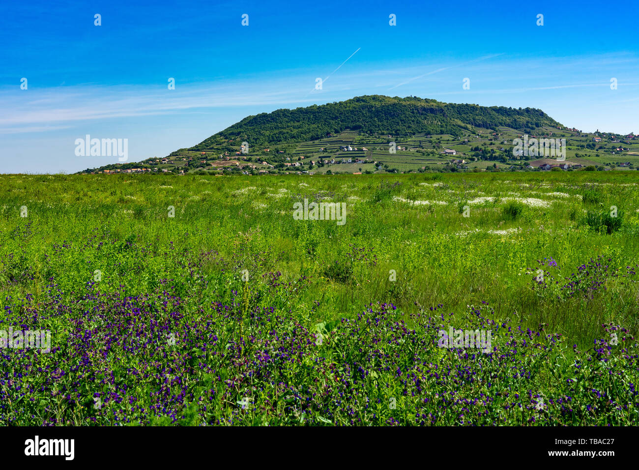 Somloer Hill in Ungarn mit traditionellen ungarischen Wohnungen und Weinbergen in der Mitte eines wilden Blume Bereich Stockfoto