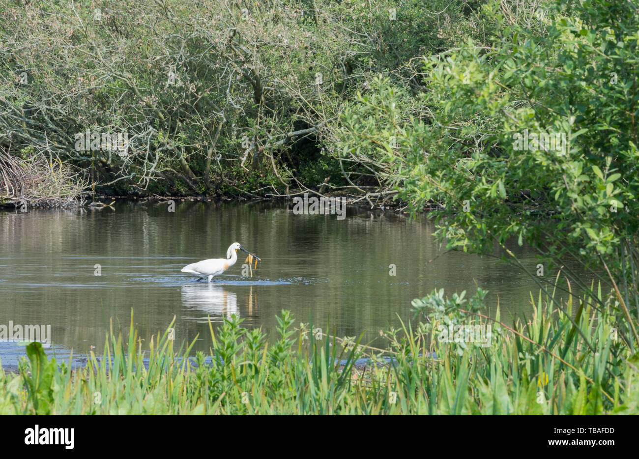 Die löffler oder gemeinsamen Löffler, Platalea leucorodia, Angeln für Essen in der flachen Lagune. Spoonbil mit Fisch auf seinem Schnabel Stockfoto