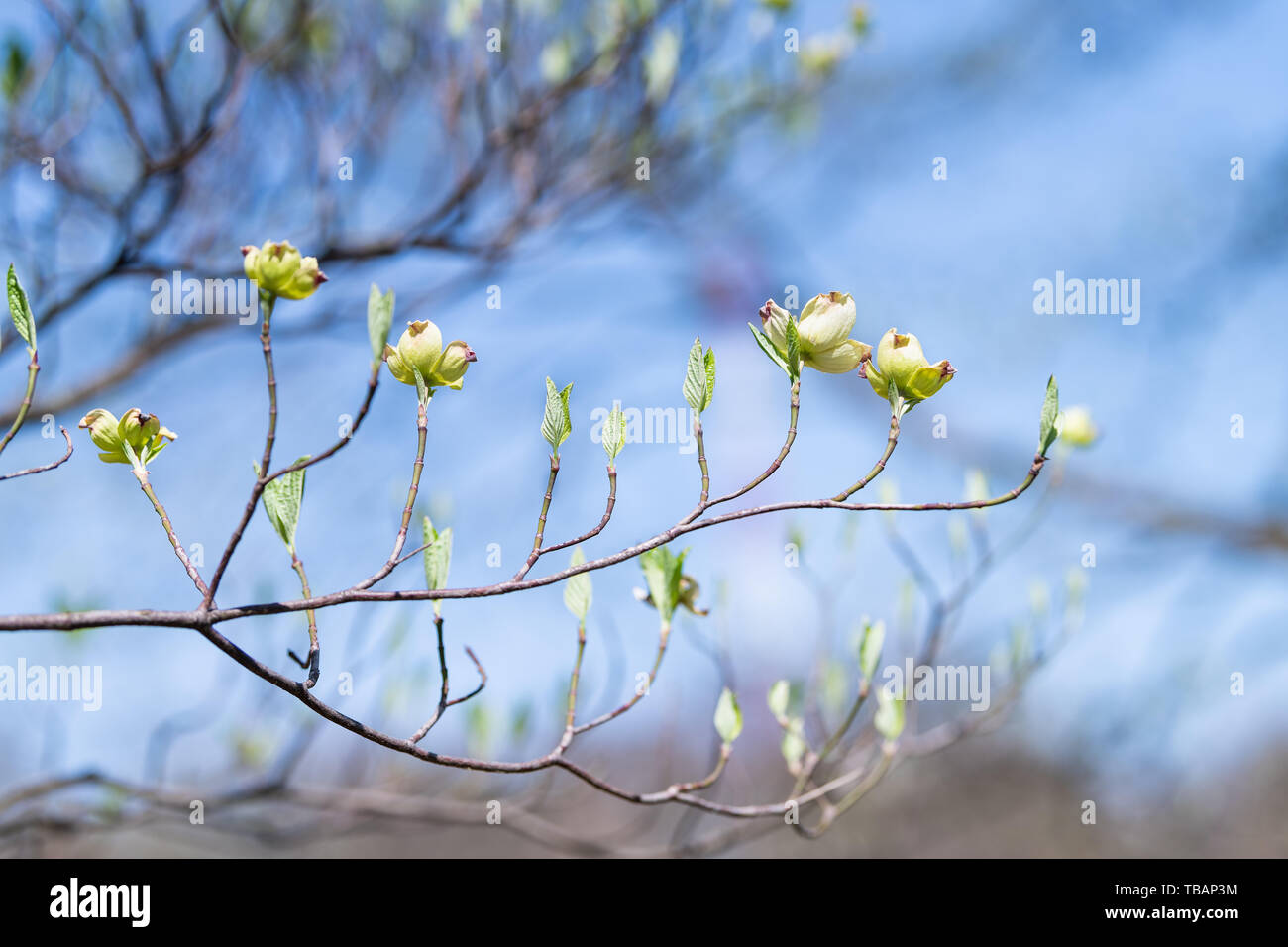 Roanoke, USA Mill Mountain Park in Virginia im Frühjahr mit niemand und Wildblumen Garten Nahaufnahme von Magnolie blühen Blütenknospen Stockfoto