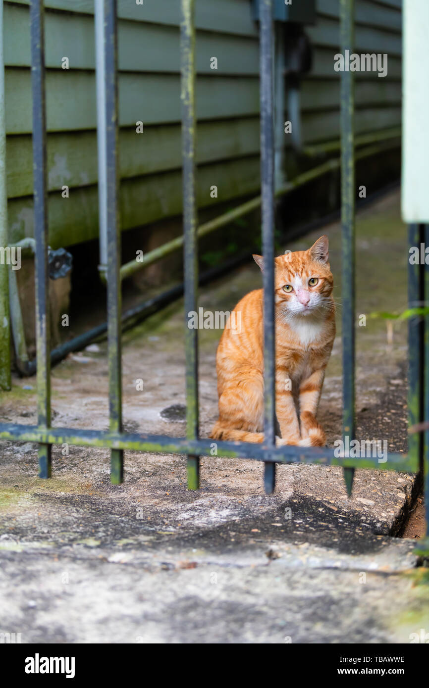 Streunende orange Weiß tabby Katze auf Bürgersteig Straße in New Orleans, Louisiana hungrig und traurig durch die Bars der Zaun Stockfoto