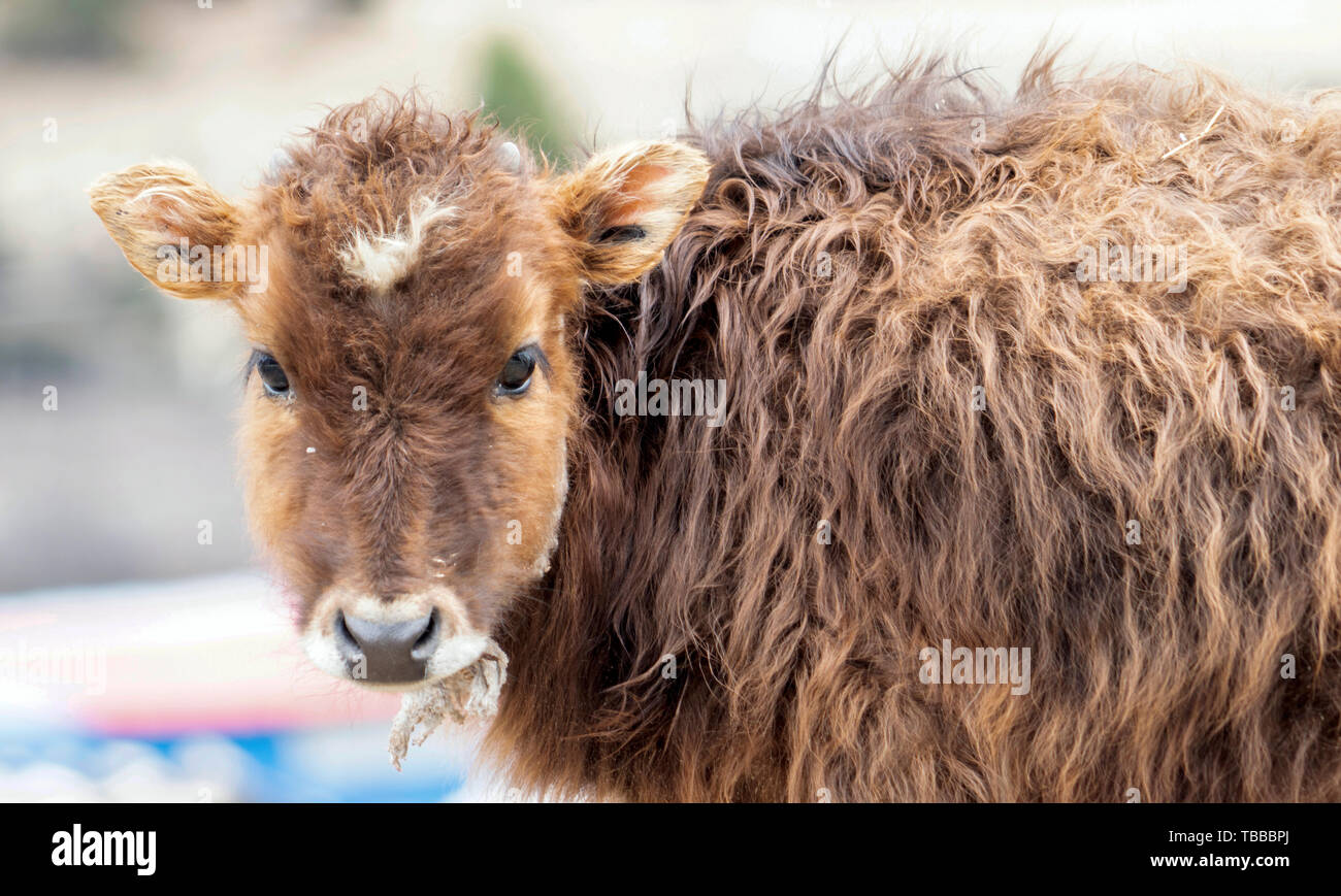 Little yak Stockfoto