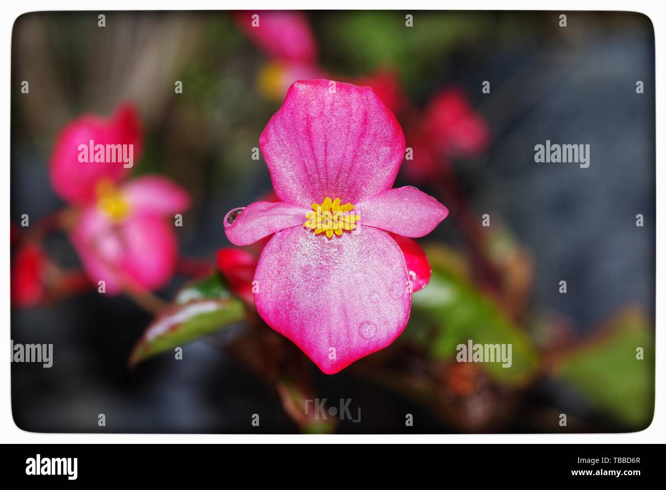 Orchideen. Stockfoto