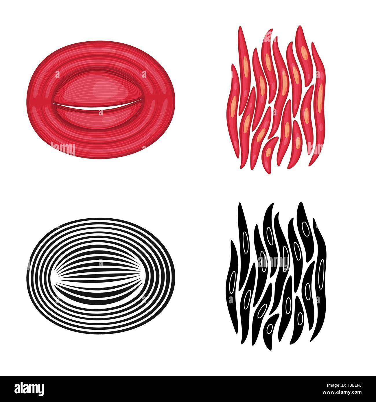 Vector Illustration der Faser und muskulös. Sammlung von Faser- und Körper vektor Illustration. Stock Vektor