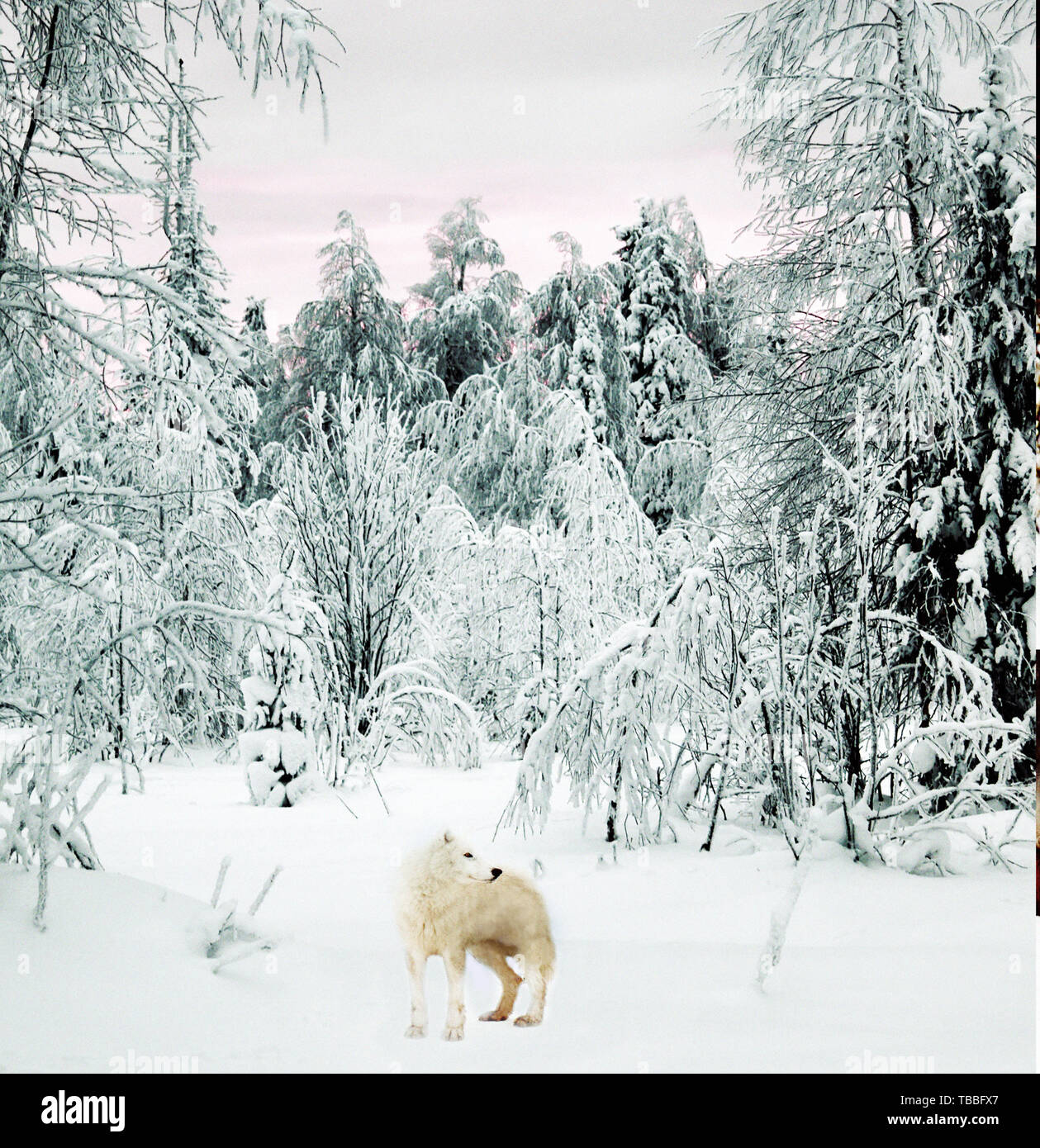 Zusammensetzung Polar Wolf (Canis lupus) tundrarum in der Taiga. Dieser Wolf ist klein und leicht mit schwächeren Backen, weil es ernährt sich hauptsächlich von Lemmings und har Stockfoto