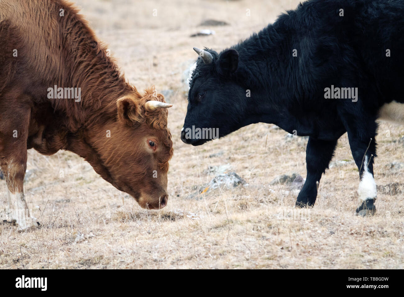 Kuh roten Anzug und starke Konstitution in den Hof. Der Viehzucht im Kaukasus. Aberdeen-Angus Rasse und Hybriden Stockfoto