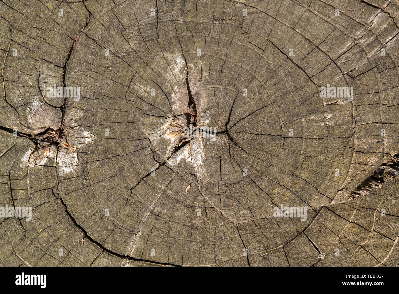 Close-up Holz- Textur von cut Baumstamm Stockfoto