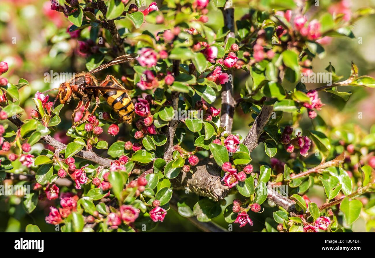 Hornet auf einer Blume Nahaufnahme. Hornissen sind die Größten des Eusocial Wespen. Stockfoto