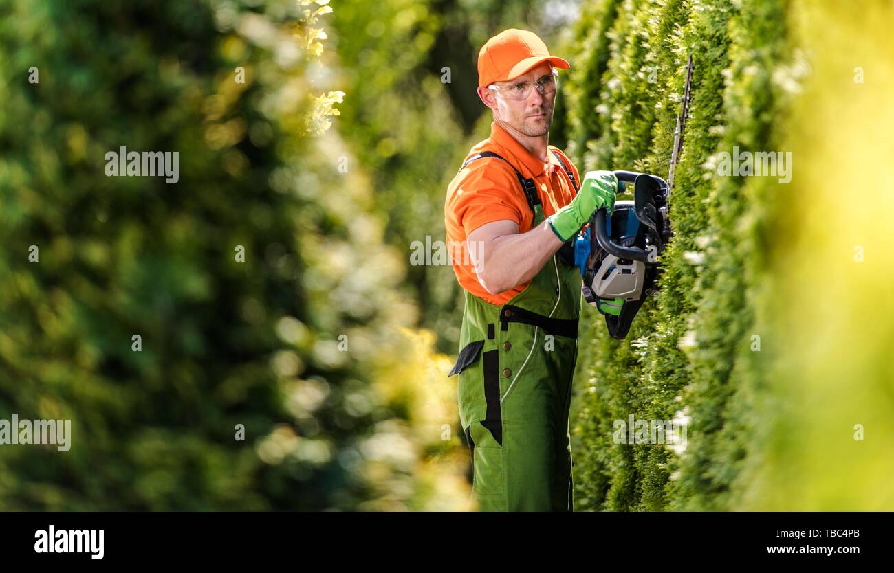 Thujas Stockfotos und bilder Kaufen Alamy