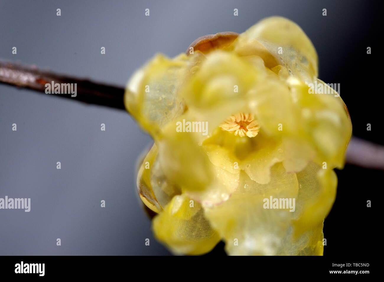 Plum flower Stockfoto