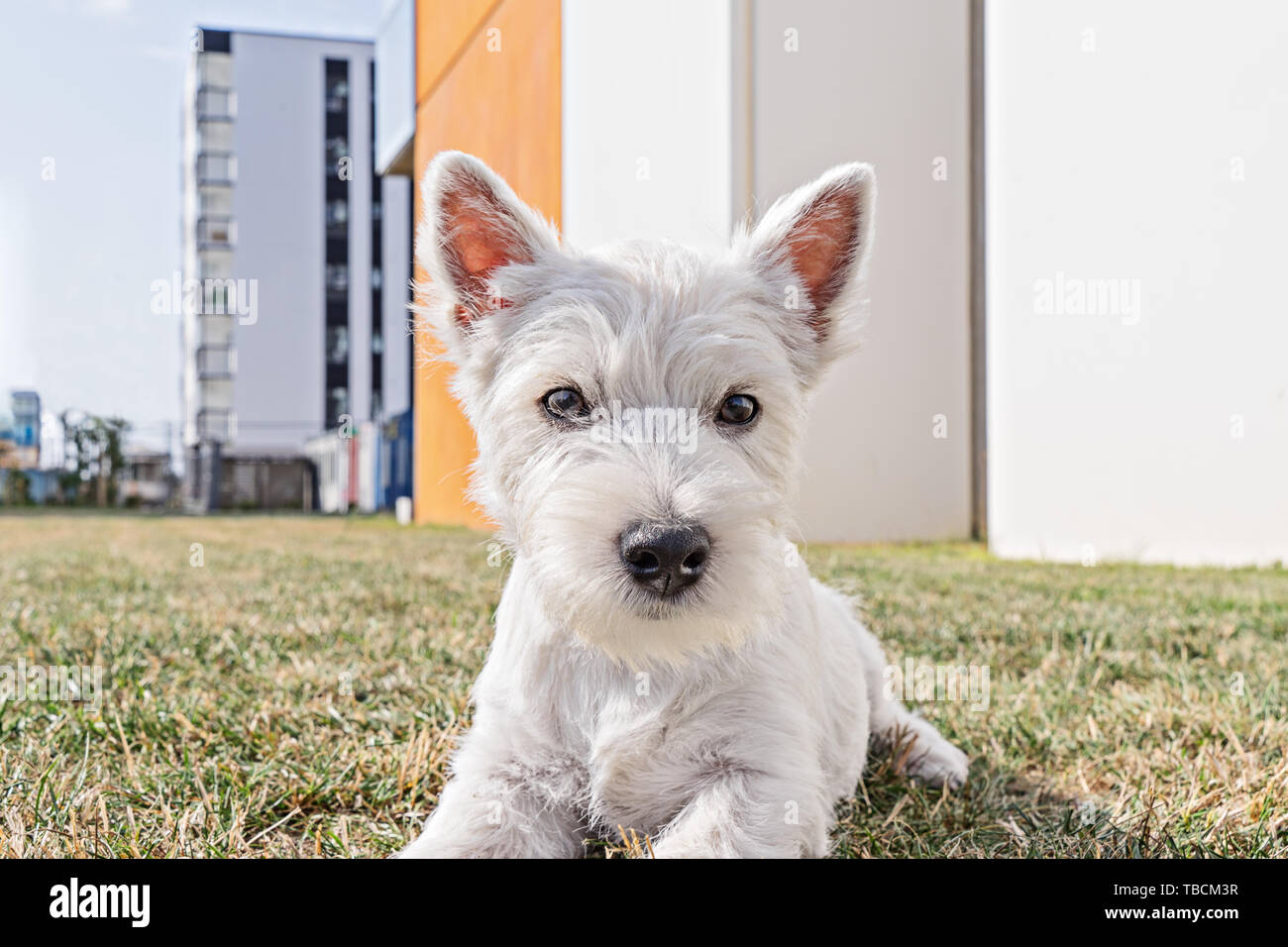 Low Angle View Portrait von Welpen West Highland White Terrier Welpen Straße Hintergrund Stockfoto