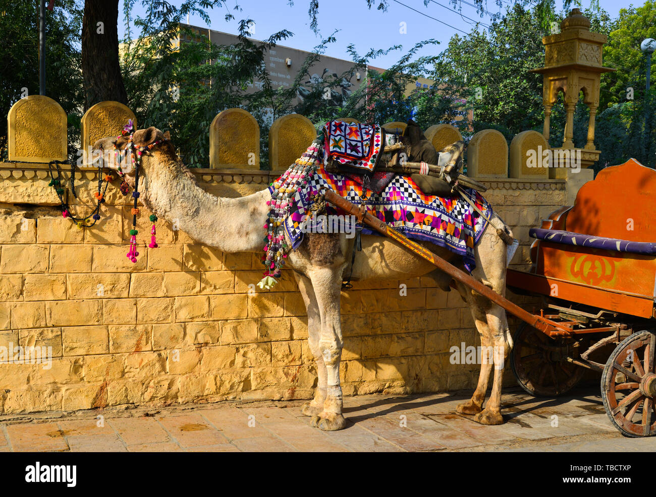 Jaisalmer, Indien - Nov 9, 2017. Kamel Taxi in den Straßen von Jaisalmer, Indien. Jaisalmer ist auf die westlichste Grenze von Indien. Stockfoto