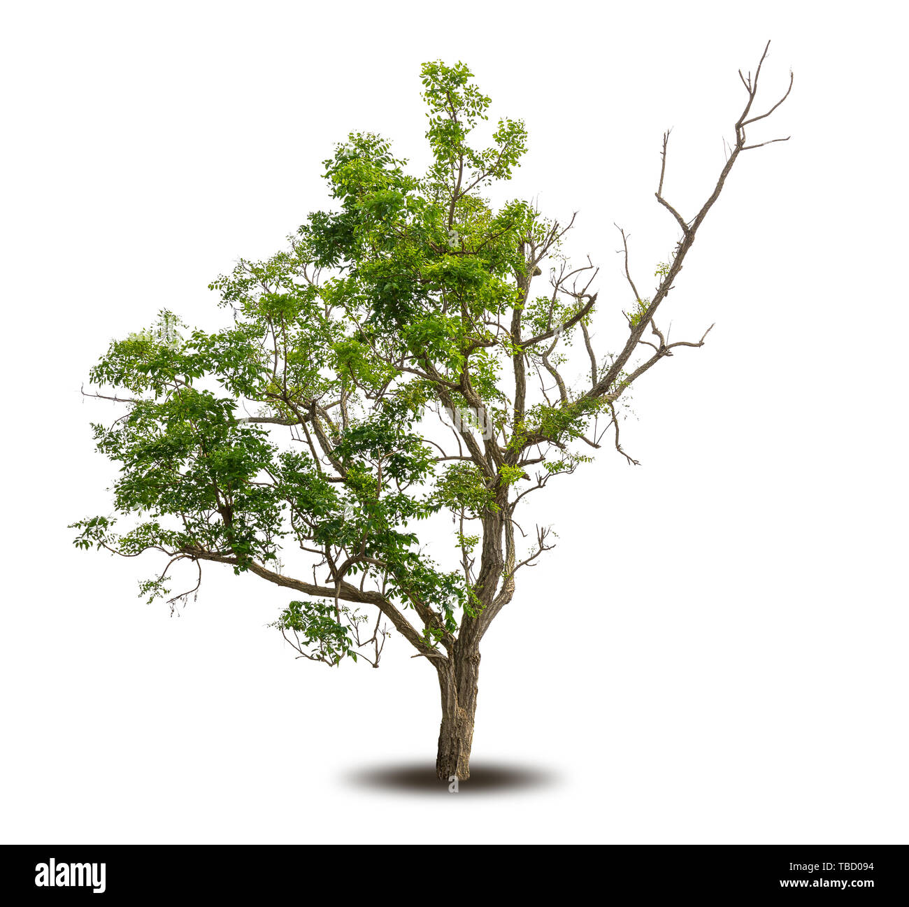 Isolierte grüner Baum auf weißem Hintergrund. Stockfoto