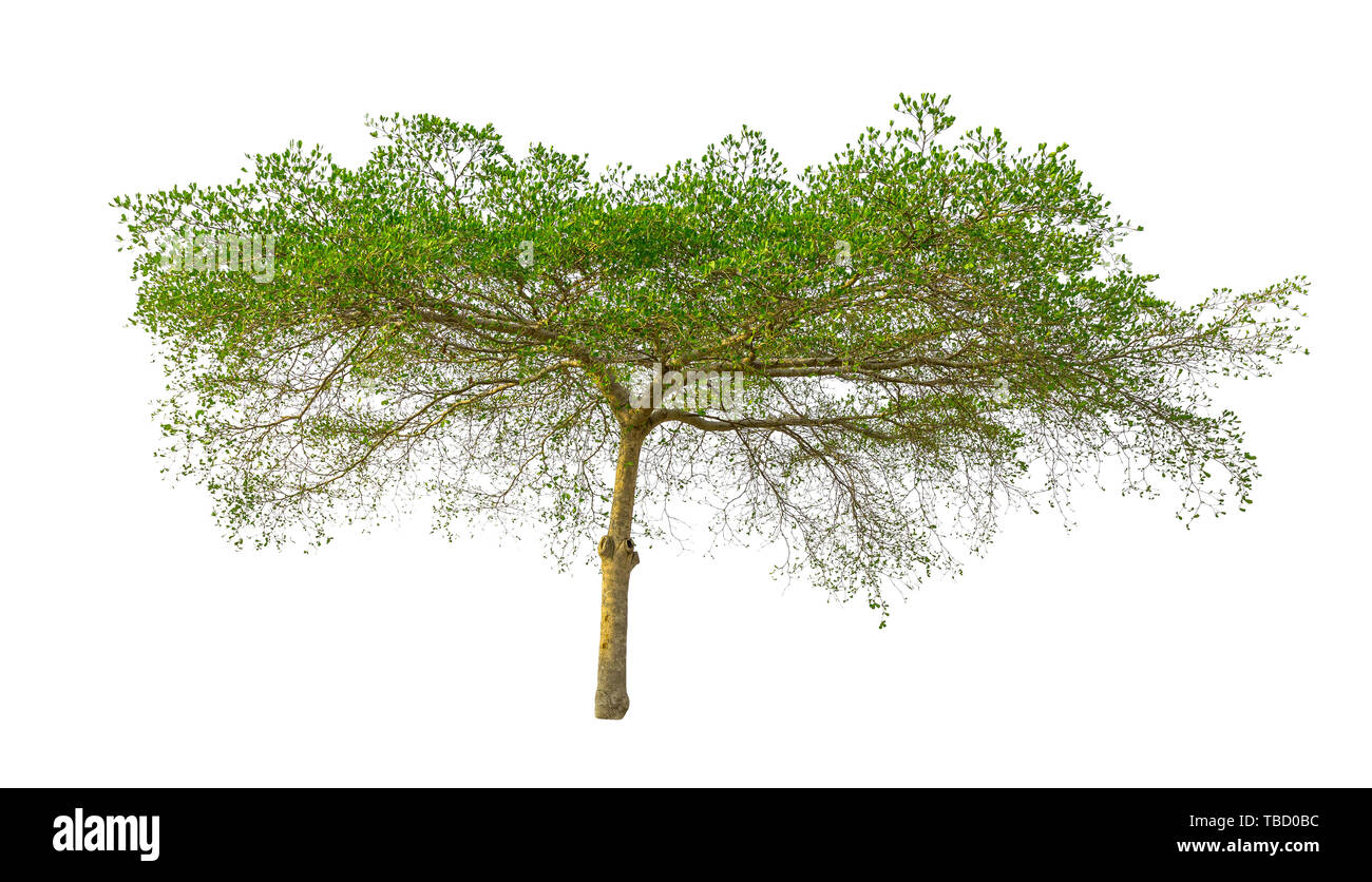 Isolierte grüner Baum auf weißem Hintergrund. Stockfoto