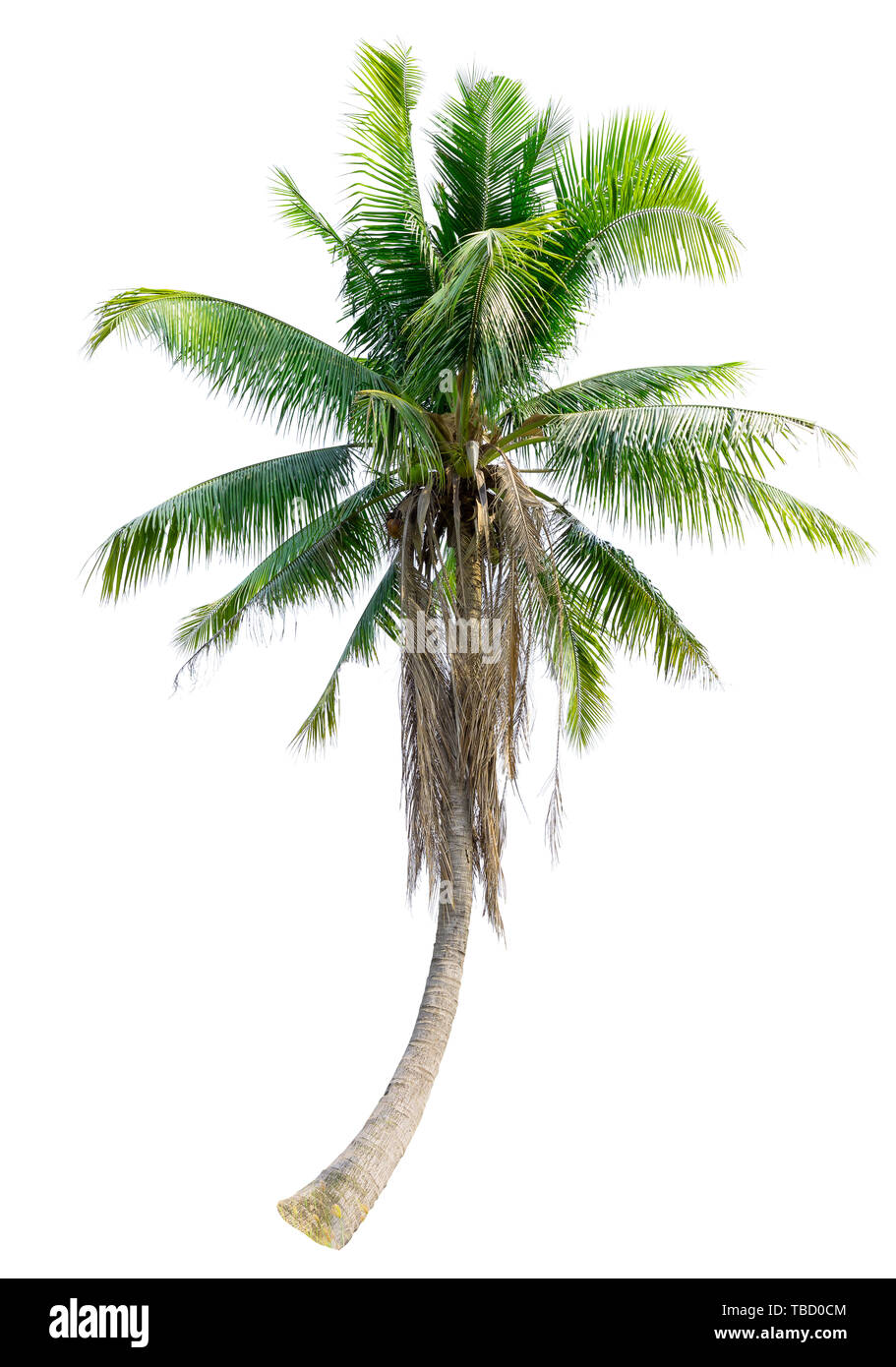 Isolierte grüner Baum auf weißem Hintergrund. Stockfoto