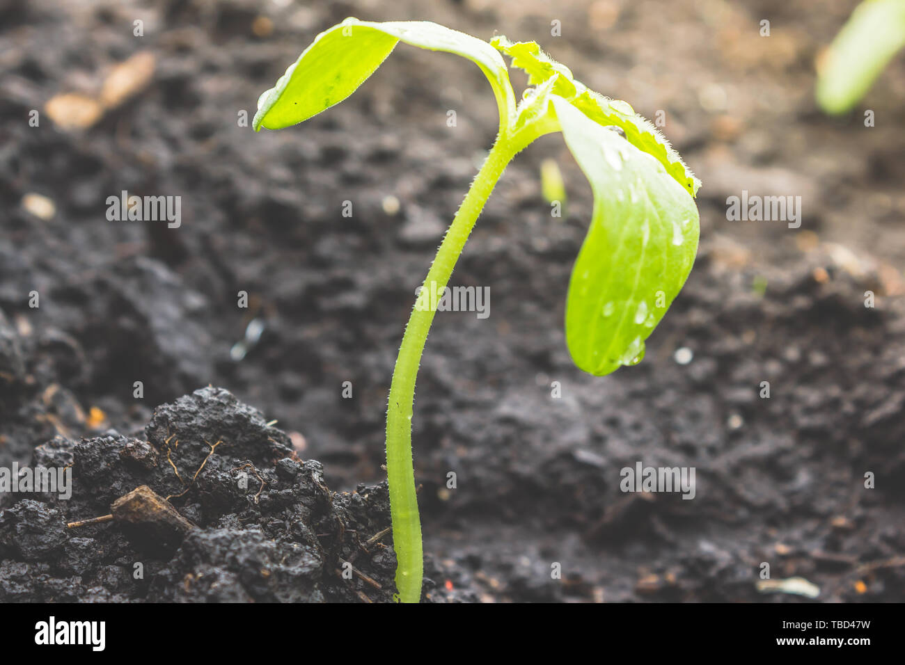 Junge Gurke oder Kürbis Pflanzen wachsen aus dem Boden, auf grüne Blätter von Tau. Wachsende Pflanzen im Garten, Gartenbau Stockfoto
