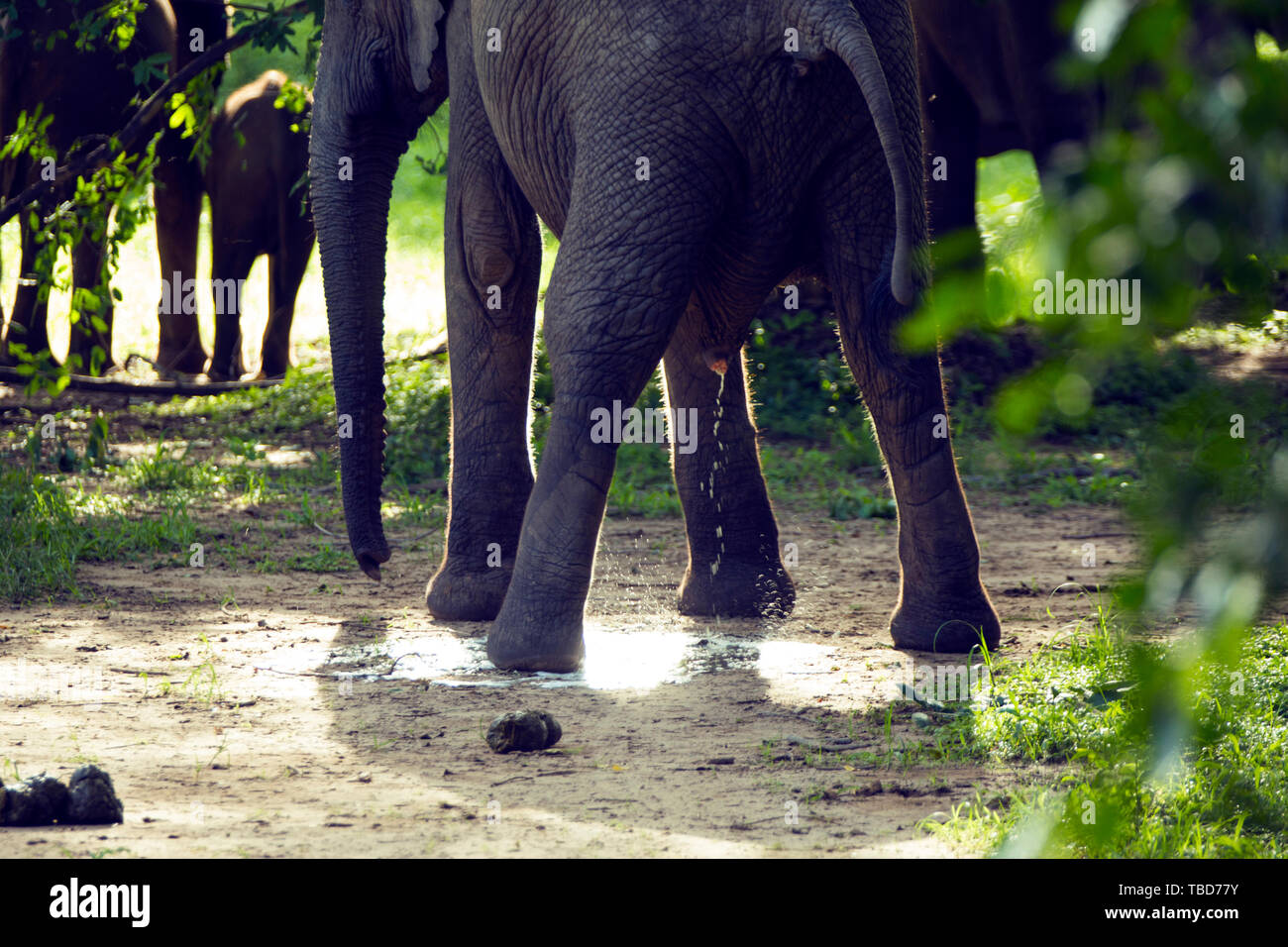 Afrika, Simbabwe, manaturals, Nationalparks, Tiere, Elefanten, baby Elefanten, Elefantenherden, Natur, primitive, geschützte Bereiche Stockfoto