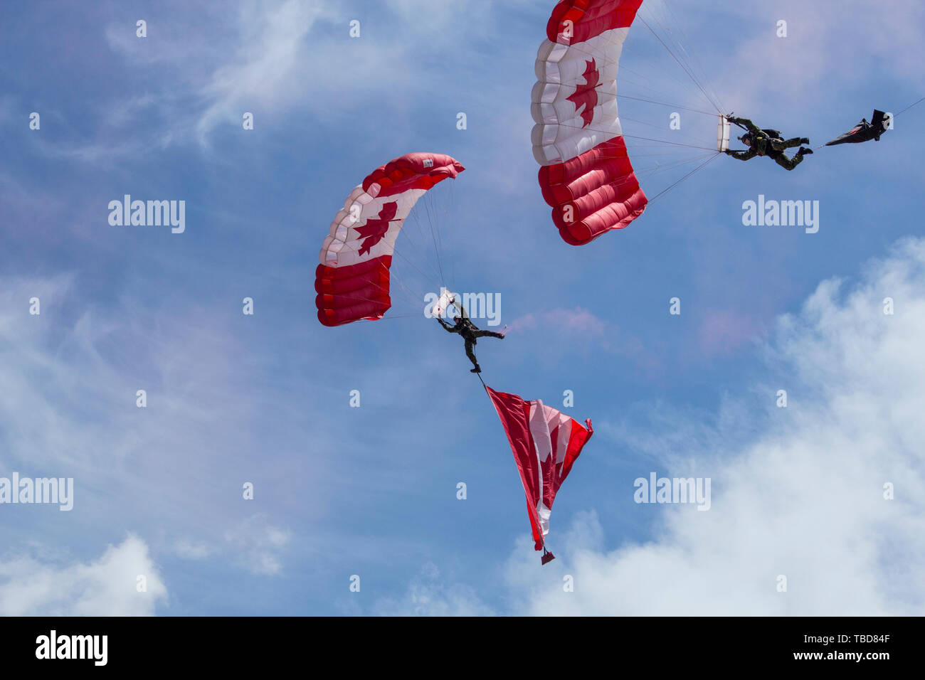 Kanadische Fallschirmspringer bei der Calgary Stampede und Rodeo. Rote und weiße Fallschirme mit maple leaf Design gegen den blauen Himmel mit wispy Clou Stockfoto