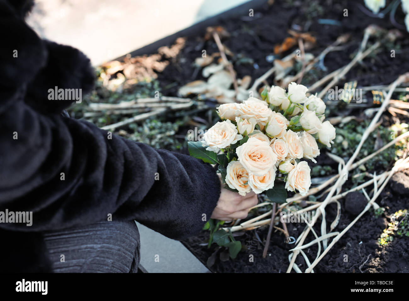 Frau, Blumen auf dem Grab ihrer Verwandten am Begräbnis Stockfoto
