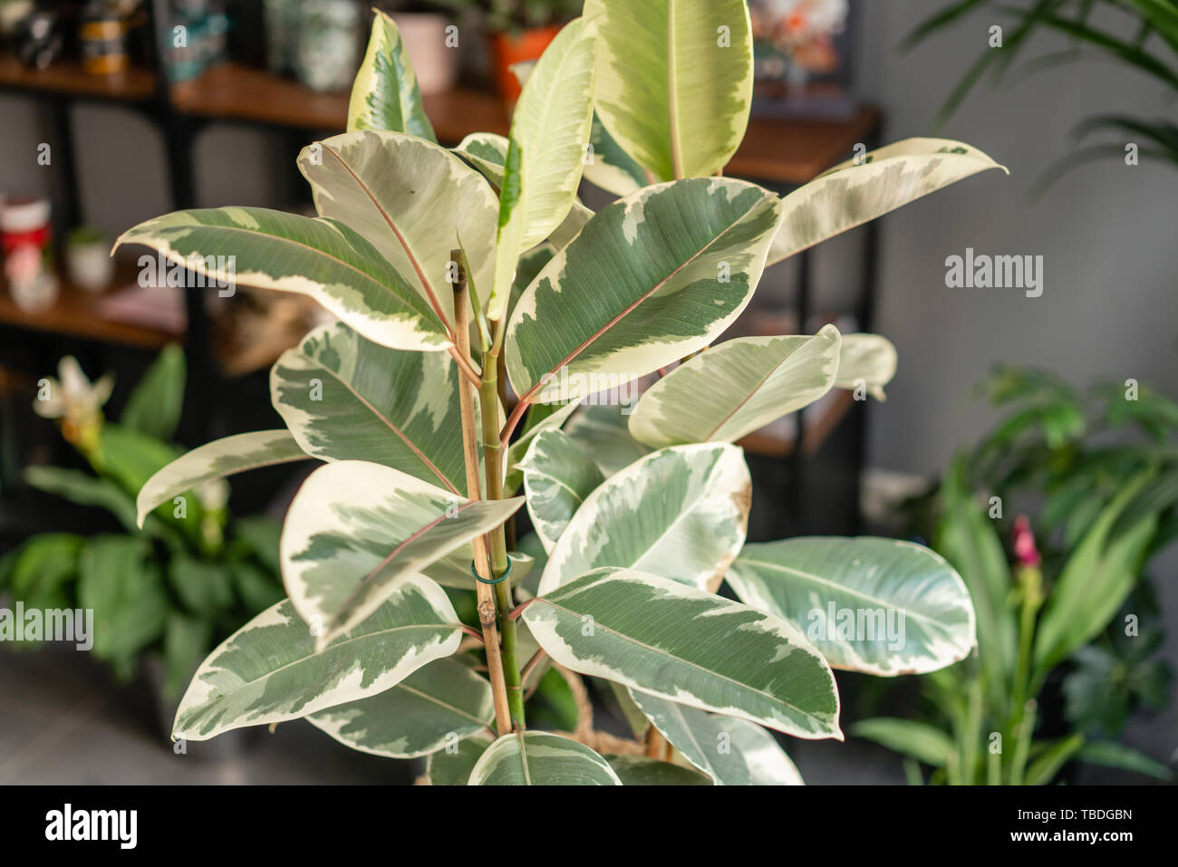 Großen Ficus Pflanzen. Stilvolle grüne Pflanze in Wicker Topf auf Holz-  Vintage stand auf dem Hintergrund von Blumen Shop. Moderne Einrichtung  Stockfotografie - Alamy
