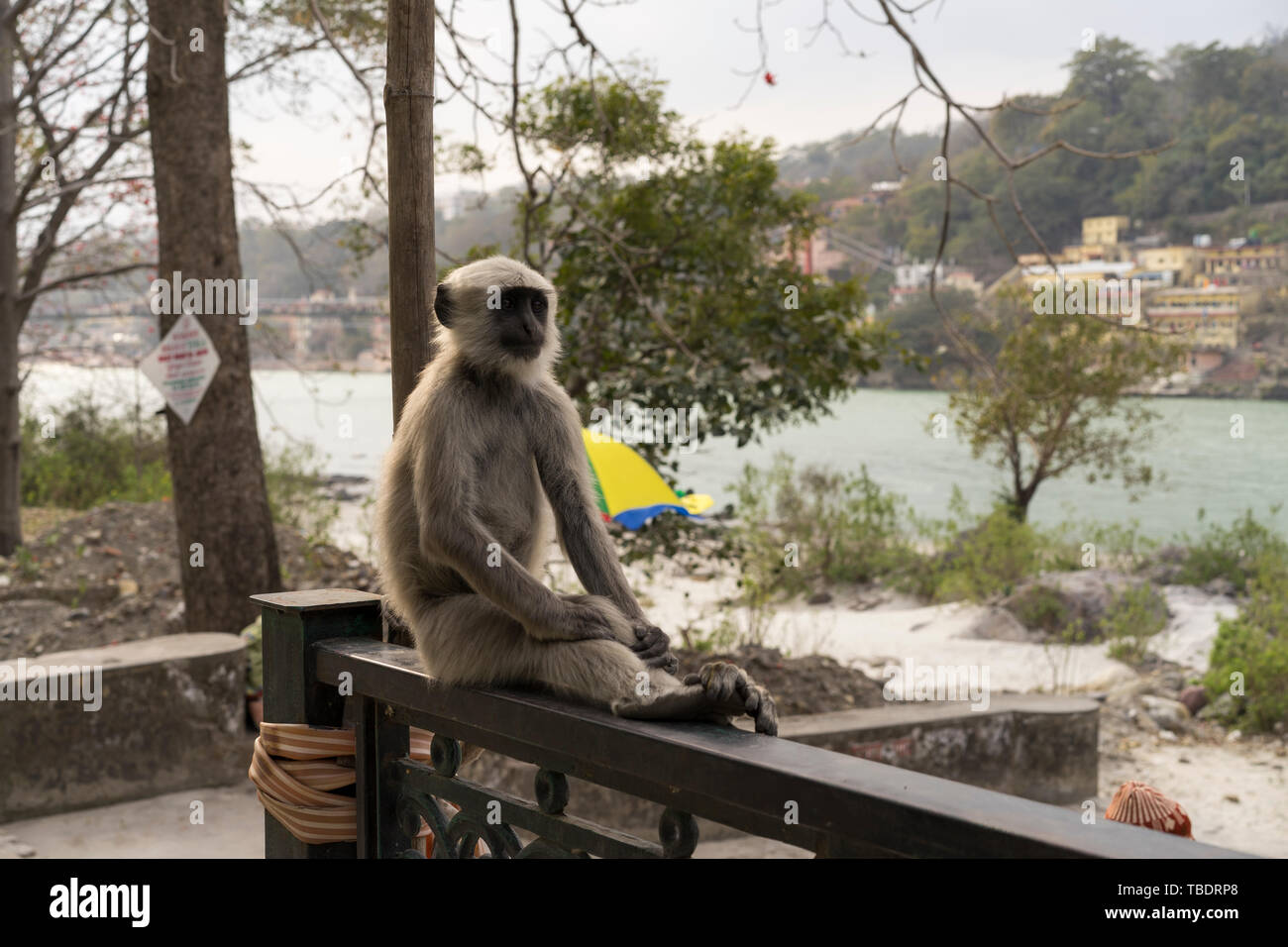 Rishikesh, Uttarakhand/Indien - 03 12 2019, die geistliche Stadt von Yoga und Meditation in der Nähe des Flusses Ganges in Indien. Affe sitzt auf Zaun entspannen Stockfoto