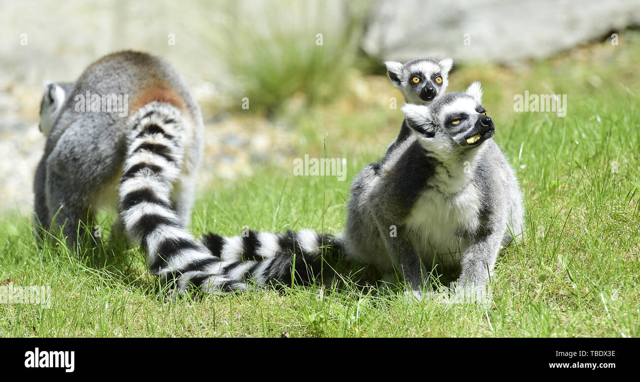 Olomouc, Tschechische Republik. 31. Mai, 2019. Die Ring-tailed lemur Nachkommen sind im Zoo Olomouc, Tschechische Republik, 31. Mai 2019. Credit: Ludek Perina/CTK Photo/Alamy leben Nachrichten Stockfoto