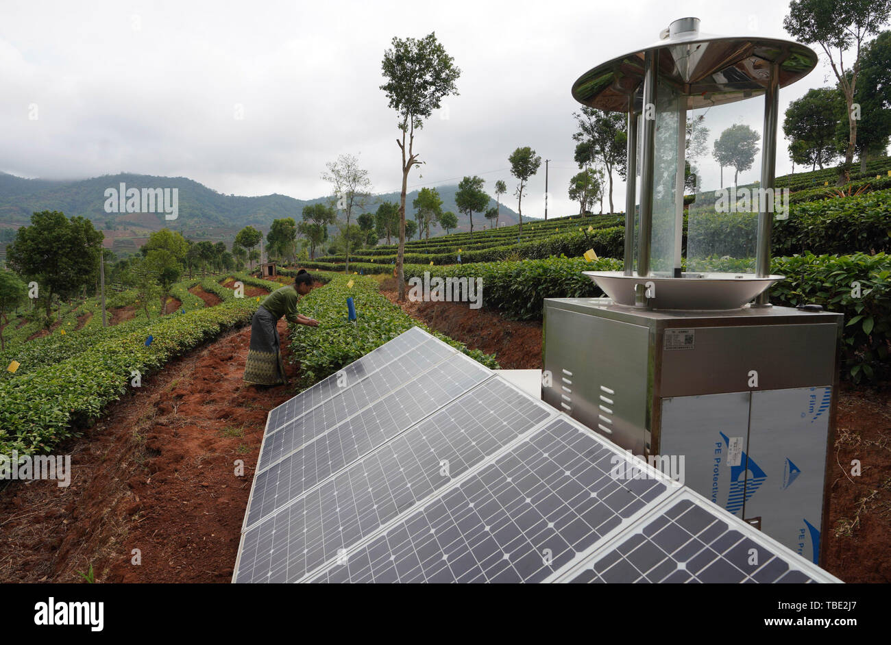 Pu'er. 31. Mai, 2019. Foto am 31. Mai 2019 zeigt eine solar Insektenvernichter Lampe bei einer ökologischen Teegarten im Pu'er-Stadt, im Südwesten der chinesischen Provinz Yunnan. Vielen Teegärten in Pu'er City Erntezeit eingegeben. Credit: Qin Qing/Xinhua/Alamy leben Nachrichten Stockfoto