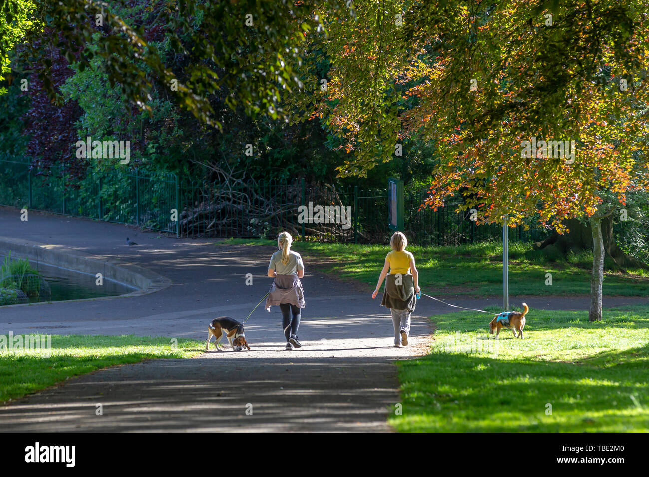 Northampton, Wetter. 1. Juni 2019. Abington Park, warm und sonnig für Menschen die Ausübung ihrer Haustiere erste Sache heute morgen. Credit: Keith J Smith./Alamy leben Nachrichten Stockfoto